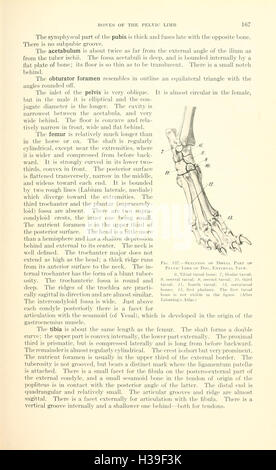 Ein Lehrbuch der Veterinär-Anatomie (Seite 167) BHL185 Stockfoto