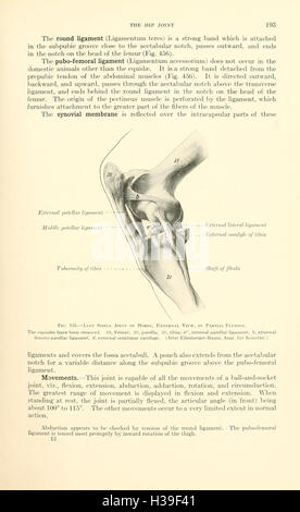 Ein Lehrbuch der Veterinär-Anatomie (Seite 193) BHL185 Stockfoto