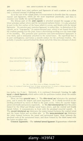 Ein Lehrbuch der Veterinär-Anatomie (Seite 200) BHL185 Stockfoto