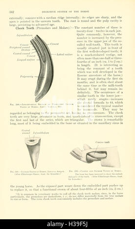 Ein Lehrbuch der Veterinär-Anatomie (Seite 342) BHL185 Stockfoto