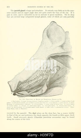 Ein Lehrbuch der Veterinär-Anatomie (Seite 414) BHL185 Stockfoto