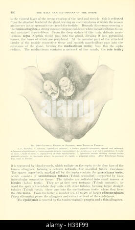 Ein Lehrbuch der Veterinär-Anatomie (Seite 486) BHL185 Stockfoto