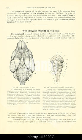 Ein Lehrbuch der Veterinär-Anatomie (Seite 724) BHL185 Stockfoto