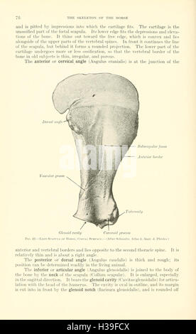 Ein Lehrbuch der Veterinär-Anatomie (Seite 76) BHL185 Stockfoto