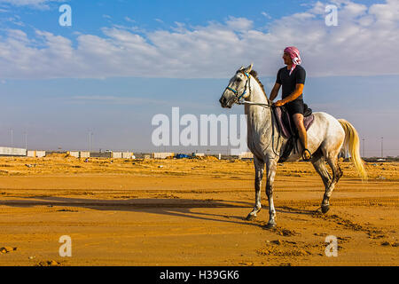 Arabische Mann reitet ein arabischer Hengst am Strand in Dubai Stockfoto