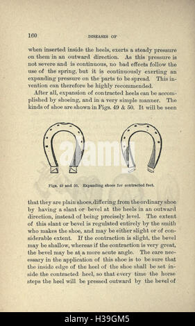 Zucht, training, Management und Krankheiten der Pferde und andere Haustiere (Seite 160) BHL174 Stockfoto