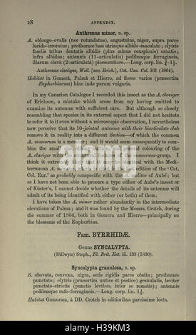 Auf Seite 28 von „Coleoptera Atlantidum“ werden detaillierte Beschreibungen und Klassifizierungen der im Atlantik vorkommenden Käferarten mit Schwerpunkt auf ihrer Morphologie und ökologischen Rolle vorgestellt. Stockfoto