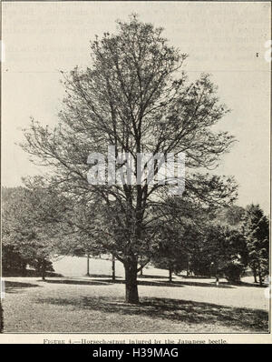 Kontrolle über die japanische Käfer auf Obst- und Laubbäume (1936) (2069215 Stockfoto