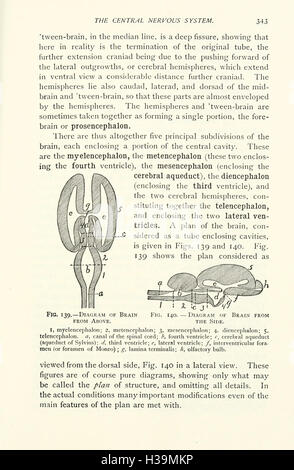 Diese Arbeit bietet eine eingehende Untersuchung der Anatomie von Hauskatzen und detailliert ihre Skelett-, Muskel- und Organsysteme für die tierärztliche und biologische Ausbildung. Stockfoto