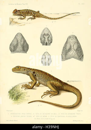 Beschreibung des Reptilien Nouveaux Ou Imparfaitement Connus De La Collection du durchqueren d ' histoire Naturelle et Remarques Sur la Klassifizierung et Les Caractères des Reptilien (Platte XXII) BHL40