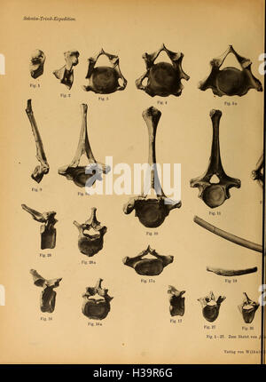 Pithecanthropus-Schichten Auf Java BHL401 sterben Stockfoto