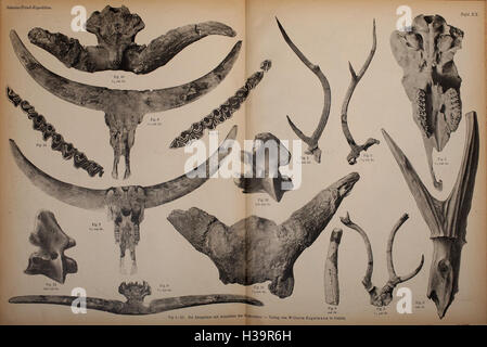 Pithecanthropus-Schichten Auf Java BHL401 sterben Stockfoto