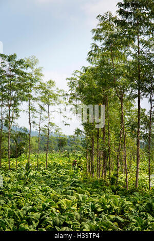 Indonesien, Lombok, Landwirtschaft, Tabakanbau in Feld Stockfoto