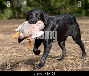 schwarzer Labrador Abrufen einer Ente Stockfoto