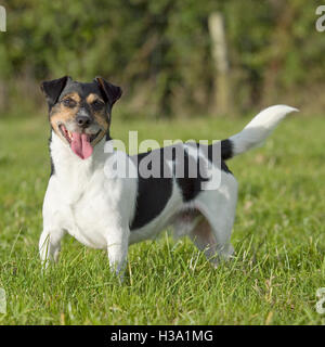 Jack-Russell-Terrier, nicht angedockte Heck Stockfoto