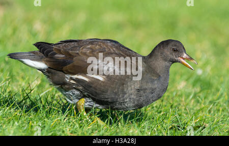 Juvenile Teichhuhn (Gallinula Chloropus) stehen auf dem Rasen. Stockfoto