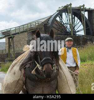 Dales Pony Ponys Pferd gefährdet England Tier Stockfoto