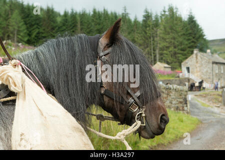 Dales Pony Ponys Pferd gefährdet England Tier Stockfoto