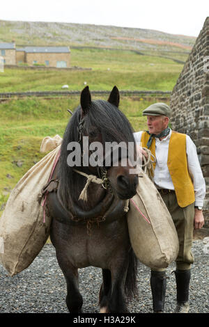 Dales Pony Ponys Pferd gefährdet England Tier Stockfoto