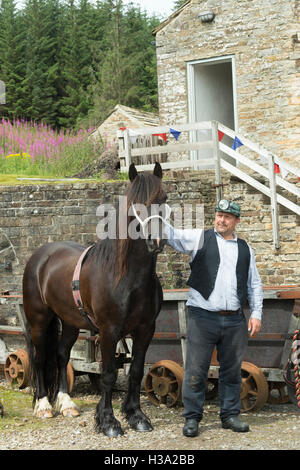 Dales Pony Ponys Pferd gefährdet England Tier Stockfoto