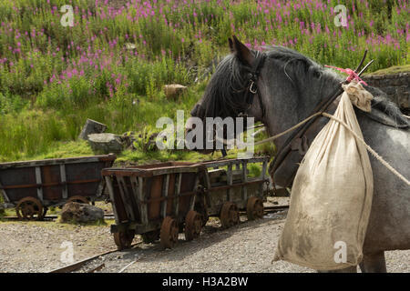 Dales Pony Ponys Pferd gefährdet England Tier Stockfoto