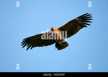 Weibliche Andenkondor im Flug Stockfoto