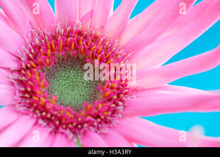 lebendige und Spaß liebende rosa Spinne Gerbera Jane Ann Butler Fotografie JABP1637 Stockfoto