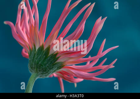 unverwechselbaren rosa Spinne Gerbera Stillleben - Suche Weg Porträt Jane Ann Butler Fotografie JABP1638 Stockfoto