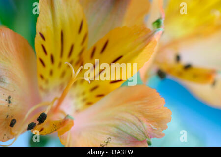 gelbe Alstroemeria Blume symbolisiert Freundschaft und Hingabe Jane Ann Butler Fotografie JABP1635 Stockfoto