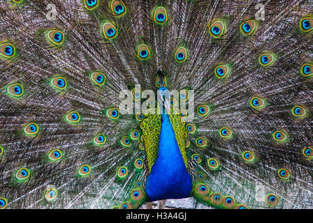 Eine Nahaufnahme von einer der schönsten Vögel der Welt. Stockfoto