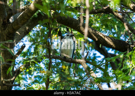 Belted Eisvogel thront in einem Baum in einem trockenen Wald Guanacaste, Costa Rica eines morgens. Stockfoto