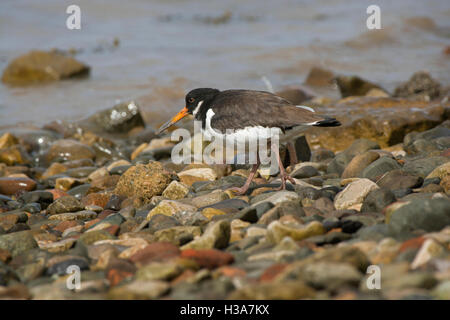 Austernfischer Haematopus Ostralegus in Steinen im Strand in Fleetwood, Lancashire, England, UK Stockfoto