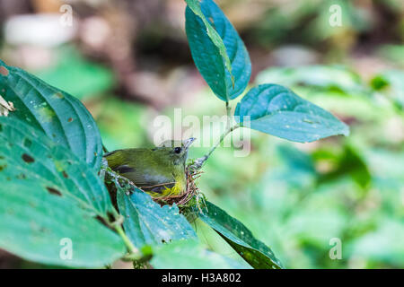 Ein kleiner Vogel sitzt auf seinem Nest rund vier Füße vom Boden des Regenwaldes im Finca Verde, Costa Rica. Stockfoto