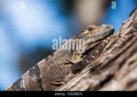 Einen schwarzen Leguan klammert sich an einem Baum, wie es sonnt sich in der Morgensonne in Guanacaste im Norden westlich von Costa Rica. Stockfoto