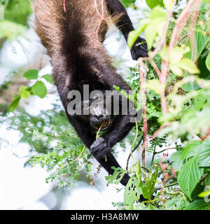 Nahaufnahme eines Brüllaffen kopfüber an einem Ast Fütterung auf Blätter in Costa Rica. Stockfoto