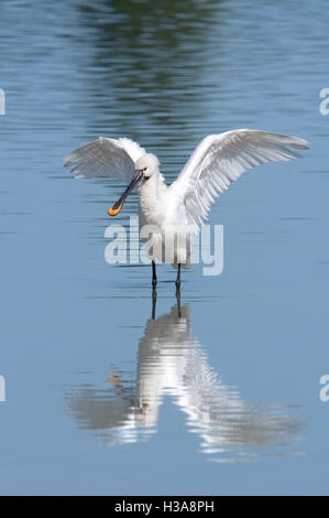 Porträt der eurasische Löffler, Platalea Leucorodia, Erwachsene mit Flügeln im flachen Wasser im Feuchtgebiet. Stockfoto