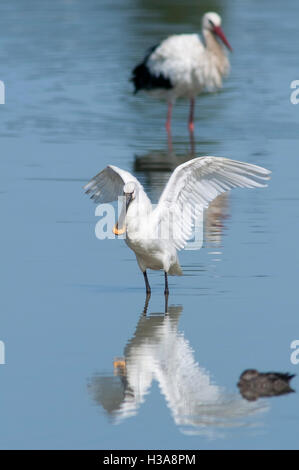 Porträt der eurasische Löffler, Platalea Leucorodia, Erwachsene mit Flügeln im flachen Wasser im Feuchtgebiet. Stockfoto