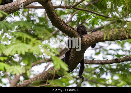 Ein einsamer Brüllaffen ruht in einem Baum nach der Fütterung in den Baumkronen in Guanacaste. Stockfoto