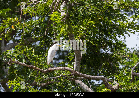 Ein Silberreiher hoch oben in den Baumwipfeln des Palo Verde Nationalpark in Costa Rica. Stockfoto