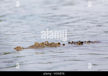 Ein amerikanisches Krokodil auf der Oberfläche des Rio Tempisque in Costa Rica gesehen. Stockfoto