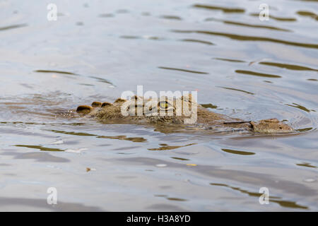 Ein amerikanisches Krokodil lauert in Rio Tempisque, Teil des Palo Verde Nationalpark in Costa Rica. Stockfoto