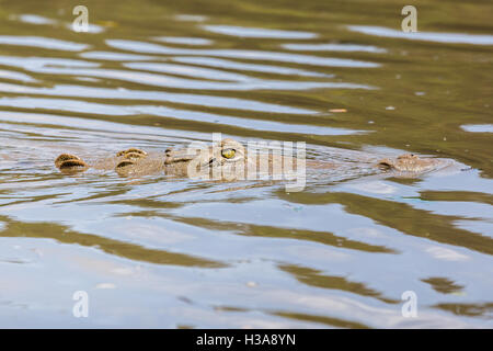 Ein amerikanisches Krokodil lauert in Rio Tempisque, Teil des Palo Verde Nationalpark in Costa Rica. Stockfoto