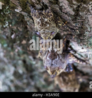 Langnasen-Fledermäuse hängen an der Unterseite eines Baumes in der Palo Verde Nationalpark in Costa Rica. Stockfoto