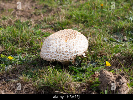 Großen Sonnenschirm Pilzzucht unter die Kuh klopft auf einer Klippe in Dorset, Südengland, Großbritannien, im Oktober. Stockfoto