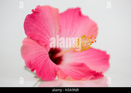 Eine schöne Hibiskusblüte Stockfoto