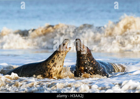 Kegelrobben Balz Verhalten, Nordseeküste, Norfolk, England Stockfoto