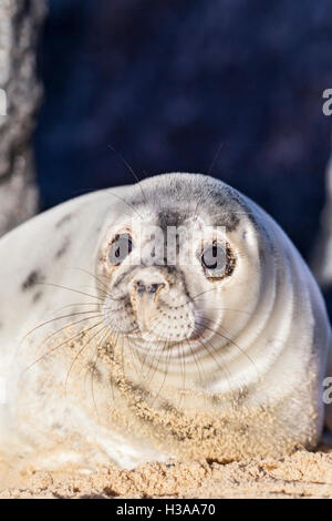 Kegelrobben Pup ruht auf einem Strand, Nordseeküste, Norfolk, England Stockfoto