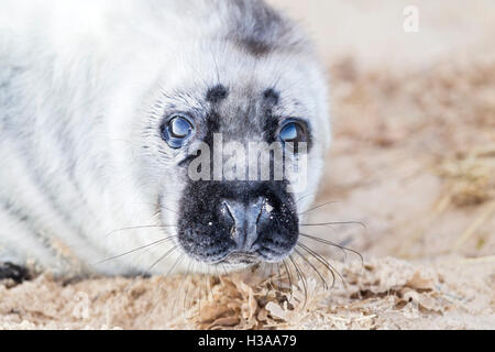 Kegelrobben Pup ruht auf einem Strand, Nordseeküste, Norfolk, England Stockfoto