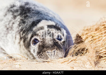 Kegelrobben Pup ruht auf einem Strand, Nordseeküste, Norfolk, England Stockfoto