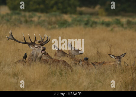 Ein brüllenden Rotwild Hirsch (Cervus Elaphus) umgeben von seinen Hinds, sitzen auf der Wiese mit einer Dohle Vogel sitzt auf dem Rücken. Stockfoto